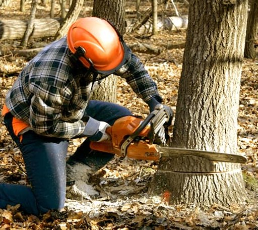 Tree Removal in Cobb Island, MD